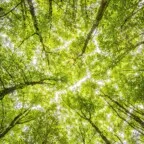 Compensação florestal sai do papel e vira ativo após 13 anos de espera