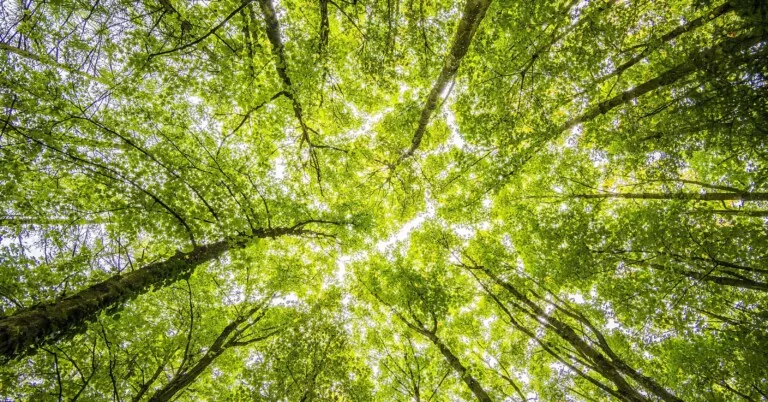 Compensação florestal sai do papel e vira ativo após 13 anos de espera