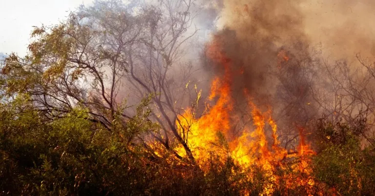 COP30 chega com o desafio de transformar alerta científico em decisão econômica