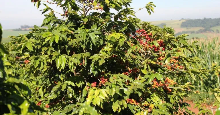 Desmatamento ligado ao café avança e ameaça estabilidade climática no Brasil