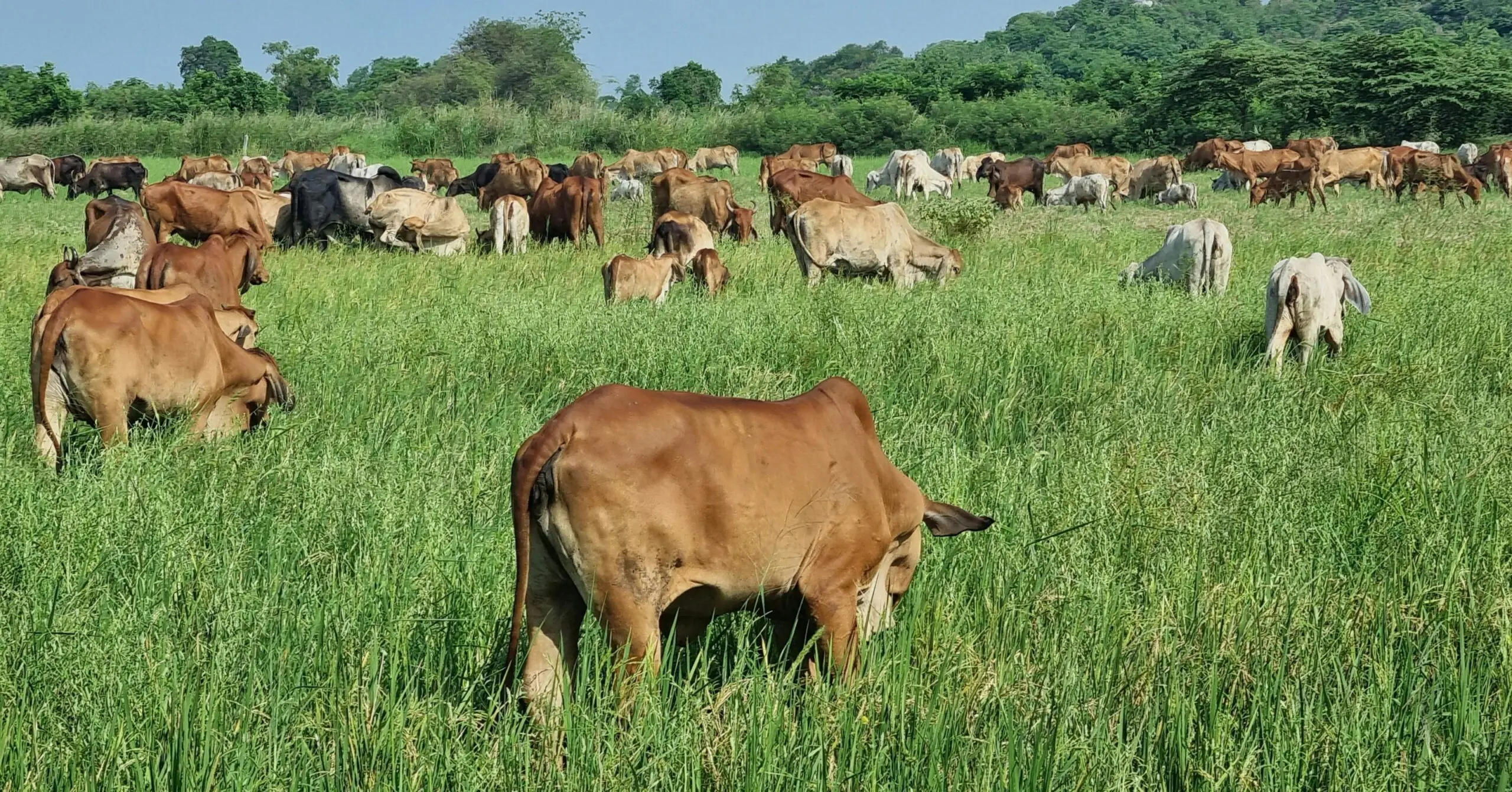 Proteção da Amazônia