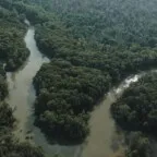 Restaura Amazônia transforma áreas degradadas em florestas produtivas