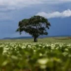 Expandir o cultivo de cana, milho e soja em terras degradadas pode triplicar produção de bioenergia no Brasil