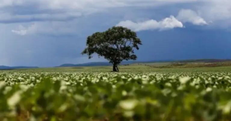 Expandir o cultivo de cana, milho e soja em terras degradadas pode triplicar produção de bioenergia no Brasil