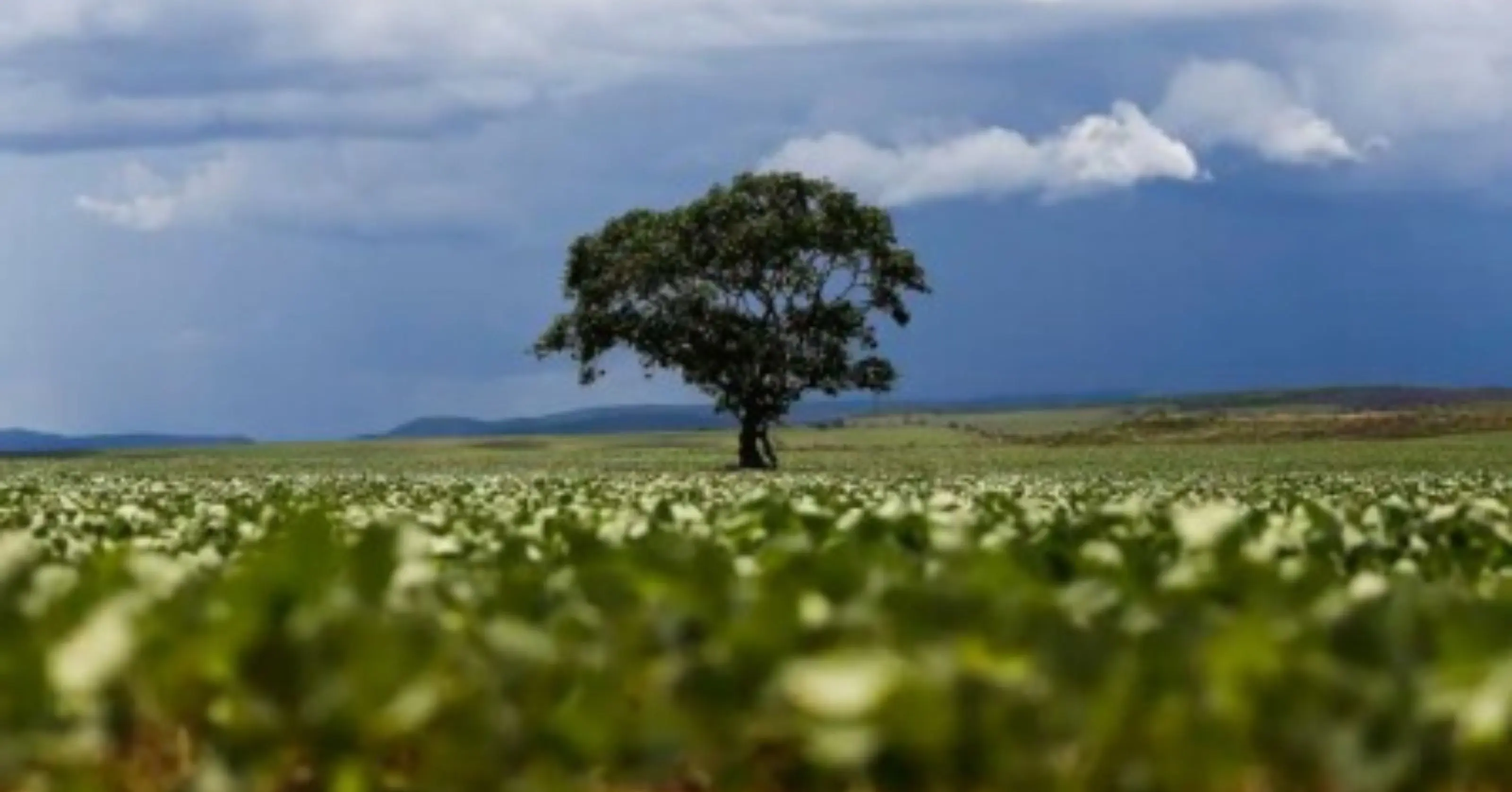 Bioenergia no Brasil