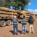 Exploração ilegal no Amazonas revela impacto do desmonte ambiental bolsonarista