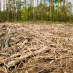 Estudo aponta impactos crescentes da degradação ambiental em países lusófonos