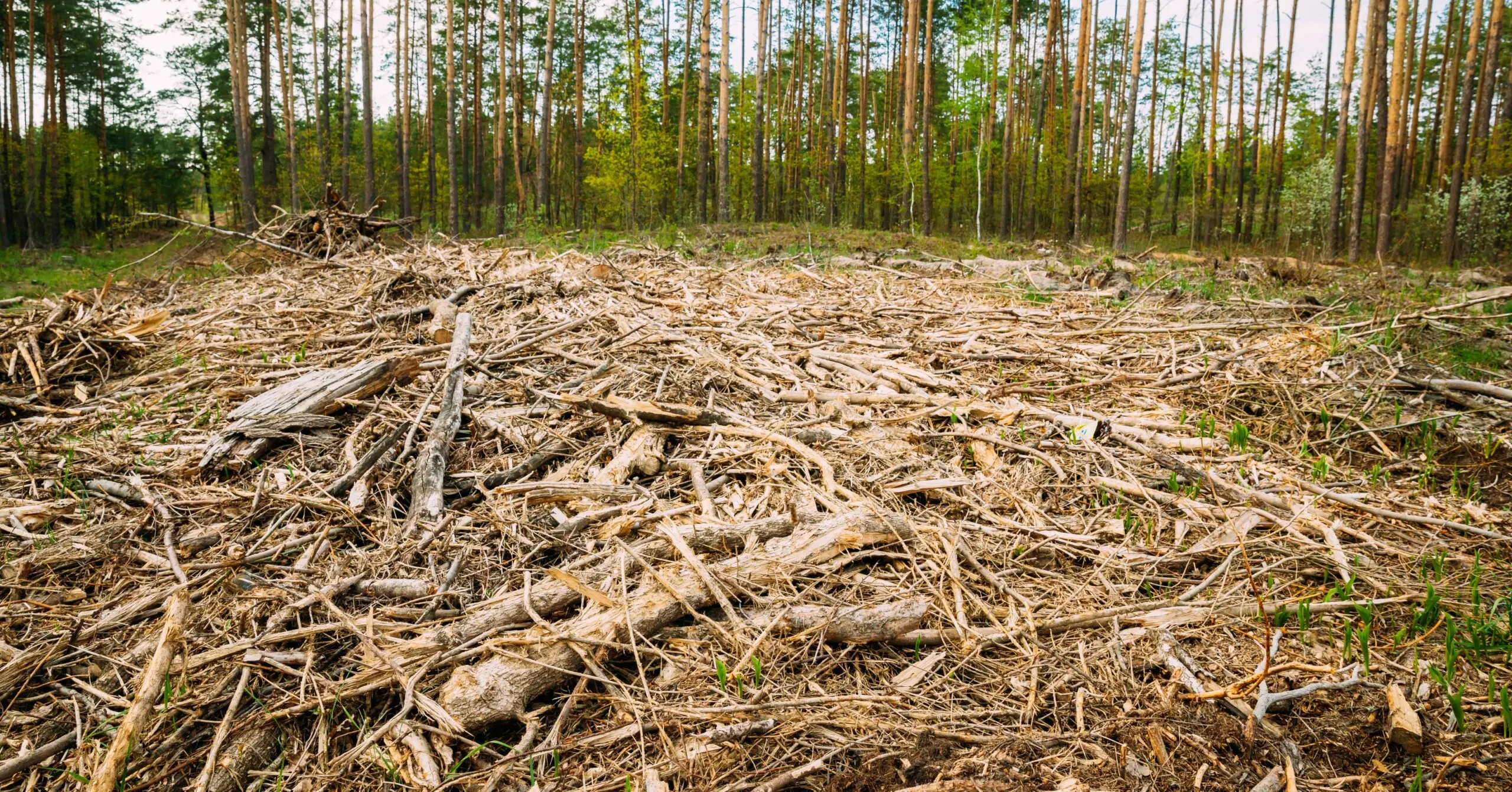 Degradação ambiental