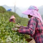 Informalidade domina trabalho rural na América Latina afetando jovens e mulheres
